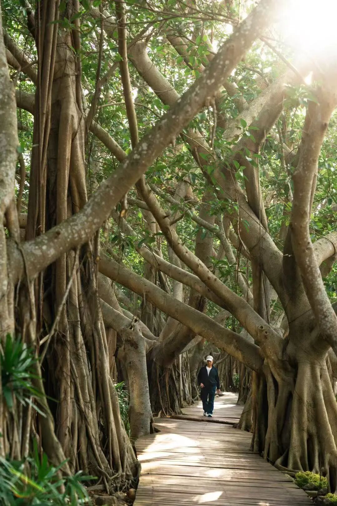 年味最浓的海滨慢城，游神不输福建，比三亚还便宜一半，春节来这里真惬意！