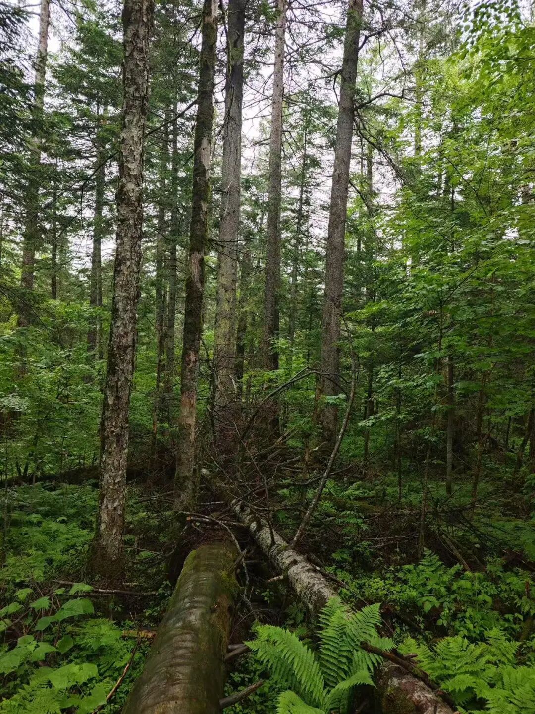 逃离40℃高温，进入22℃，被严重忽视的「清凉秘境」！火山河湖，森林飞瀑，还有一天6顿吃不够的美食！