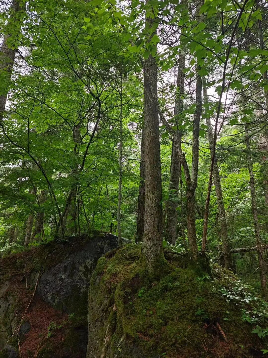 逃离40℃高温，进入22℃，被严重忽视的「清凉秘境」！火山河湖，森林飞瀑，还有一天6顿吃不够的美食！