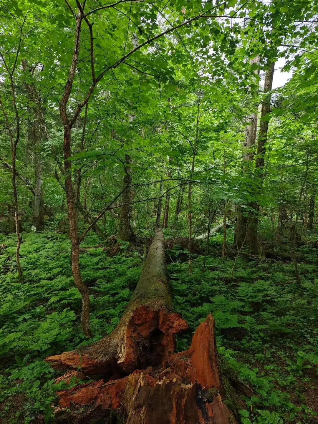 逃离40℃高温，进入22℃，被严重忽视的「清凉秘境」！火山河湖，森林飞瀑，还有一天6顿吃不够的美食！