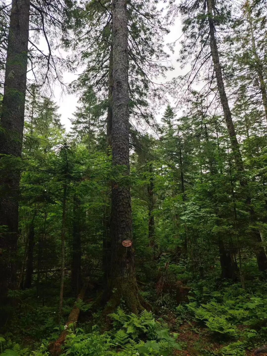 逃离40℃高温，进入22℃，被严重忽视的「清凉秘境」！火山河湖，森林飞瀑，还有一天6顿吃不够的美食！