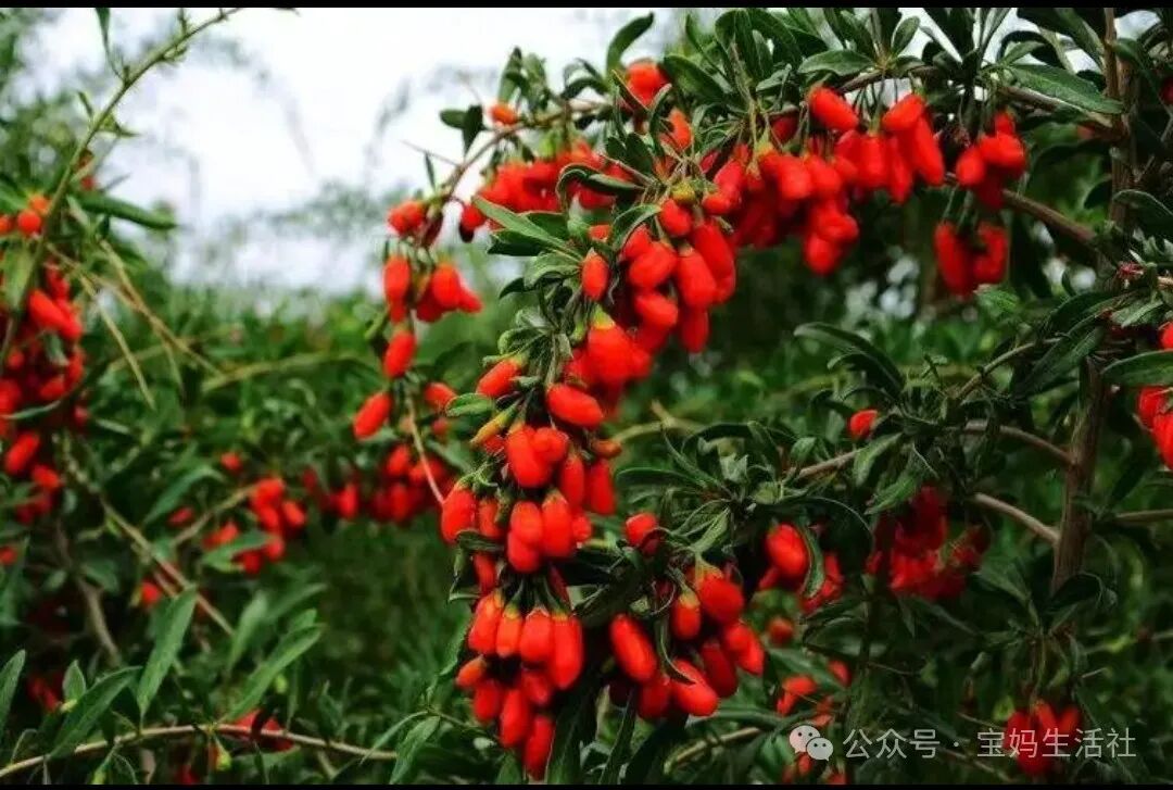 每天认识一味中药材：枸杞药用价值与功效