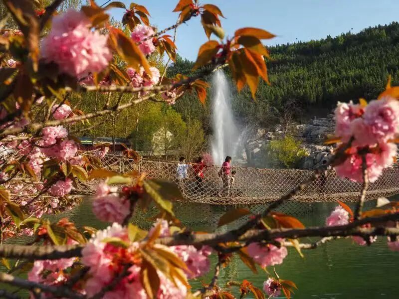 淄博博山开元溶洞樱花节来啦