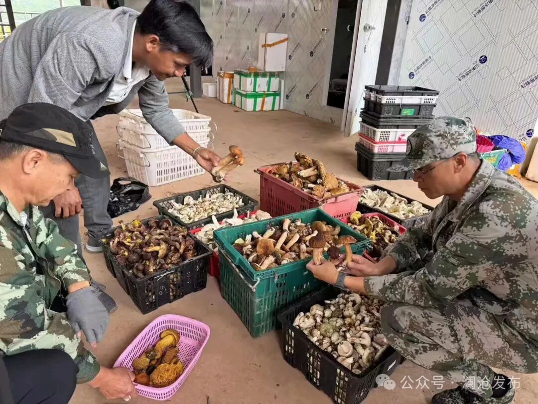 澜沧县酒井乡野生菌集中上市:山珍美味变身村民"致富伞"