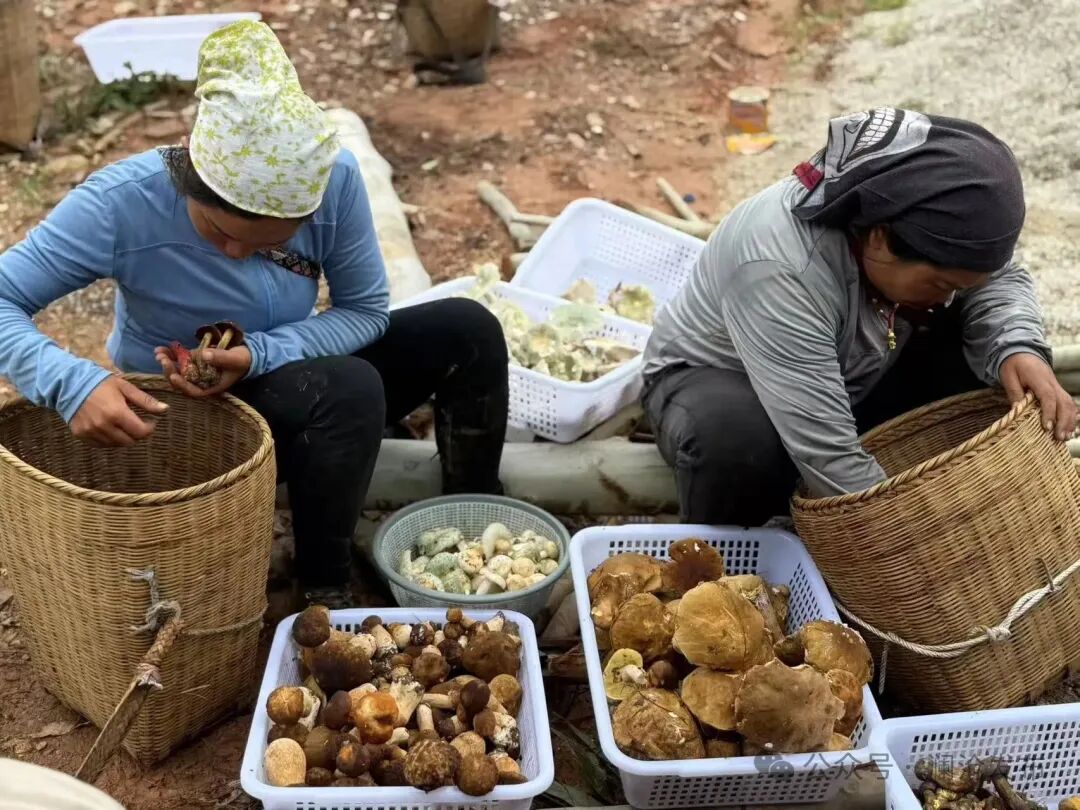 澜沧县酒井乡野生菌集中上市:山珍美味变身村民"致富伞"