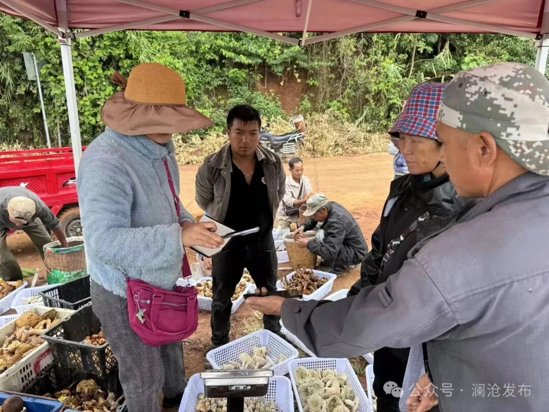 澜沧县酒井乡野生菌集中上市:山珍美味变身村民"致富伞"