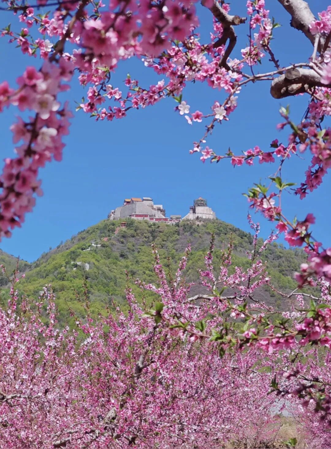 桃花仙境变现实:平谷现代农业与旅游共舞