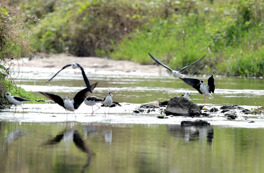 是典型的迁徙鸟和珍稀鸟类,最近如此大规模飞来重庆还是第一次