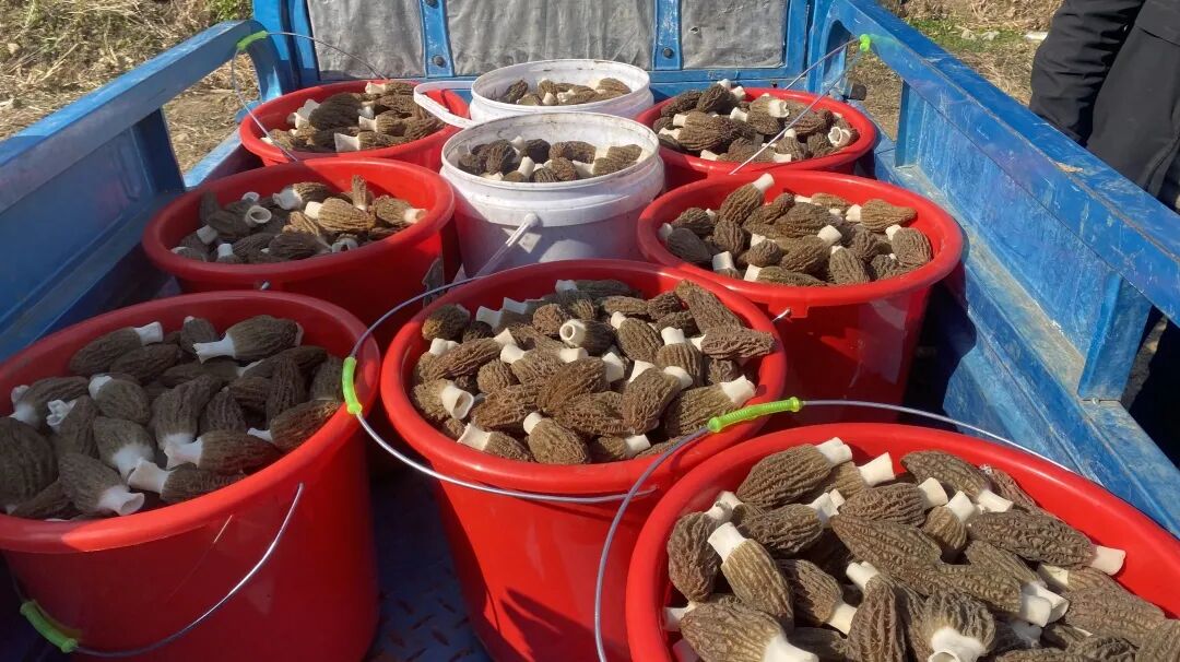 【乡村振兴进行时】栖凤街道者跃村:羊肚菌喜获丰收带来好"钱"景