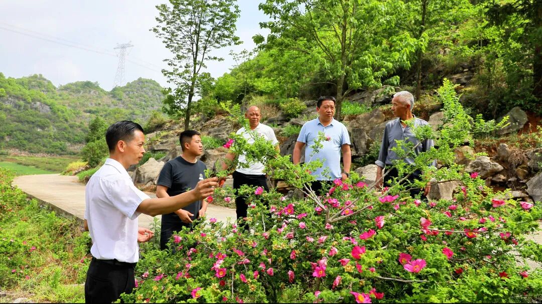 【乡村振兴进行时】海子镇大地村:刺梨花开产业旺 - 安龙县人民政府