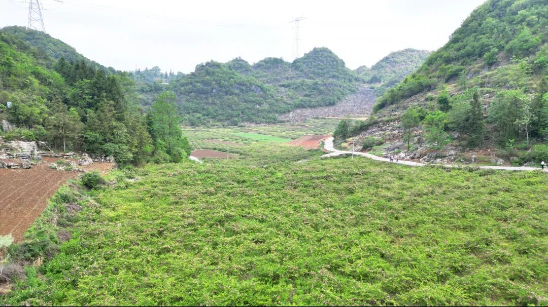 【乡村振兴进行时】海子镇大地村:刺梨花开产业旺 - 安龙县人民政府