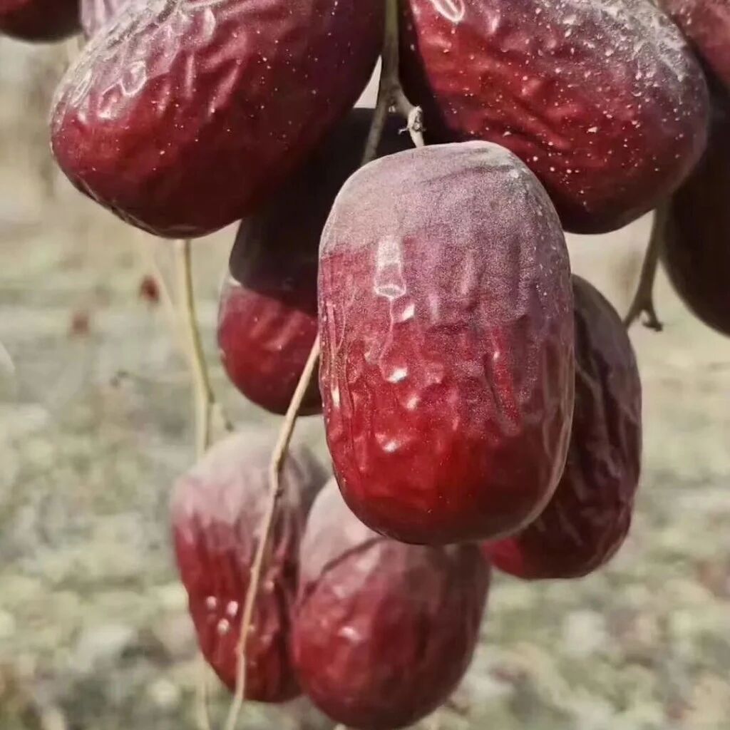 西域风小范