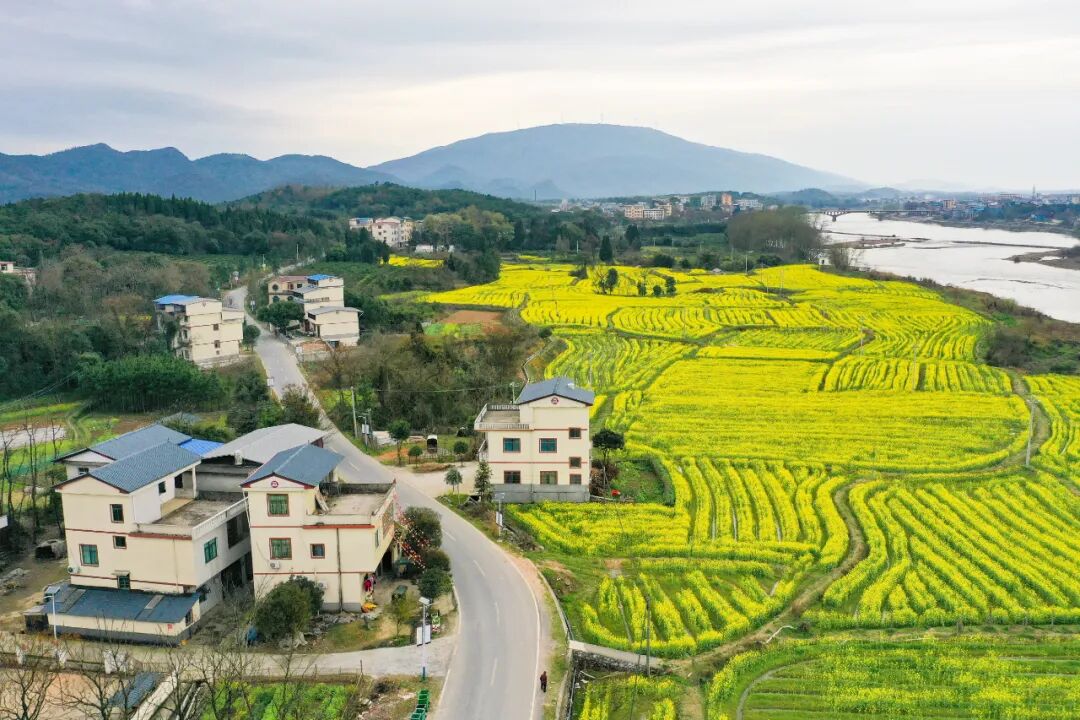 下图为3月13日全州县黄沙河镇黄岗村委新宅里自然村的油菜花盛开.