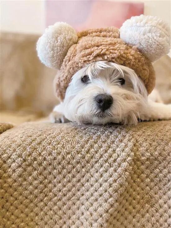 西高地犬papi 受访者供图