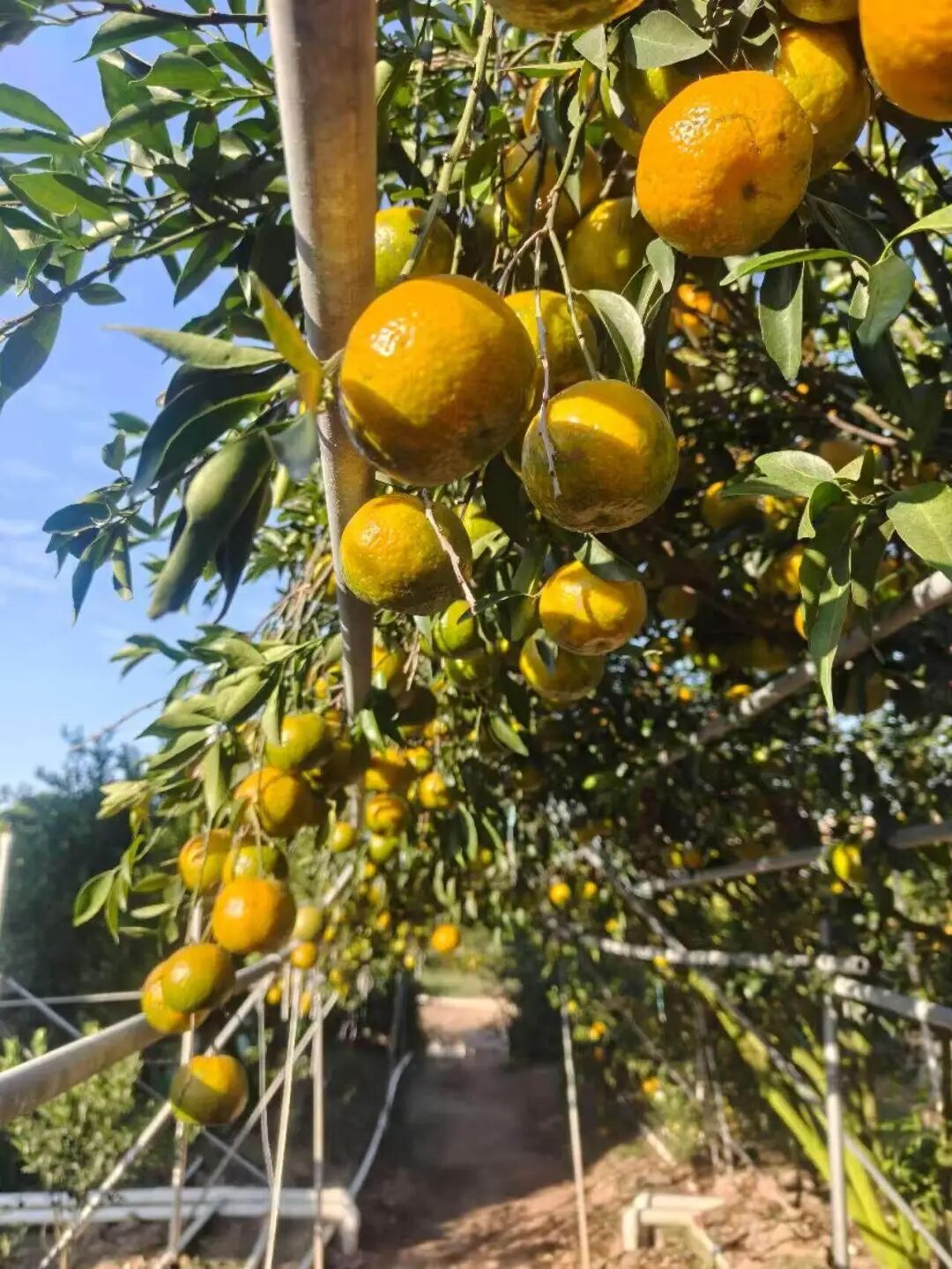 新会茶枝柑种植园管理细致
