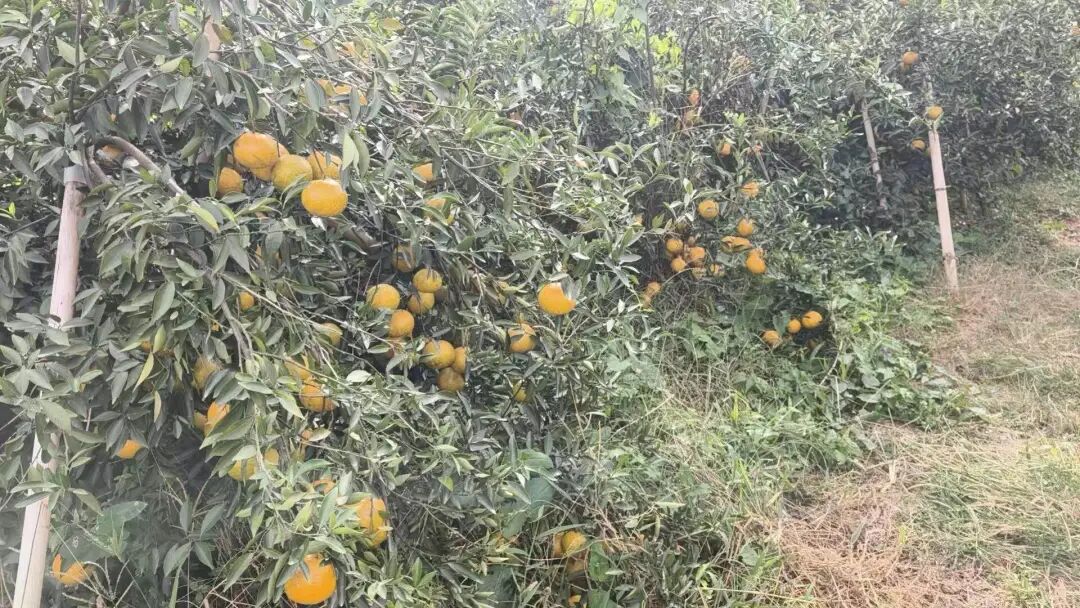 新会茶枝柑又到丰收季