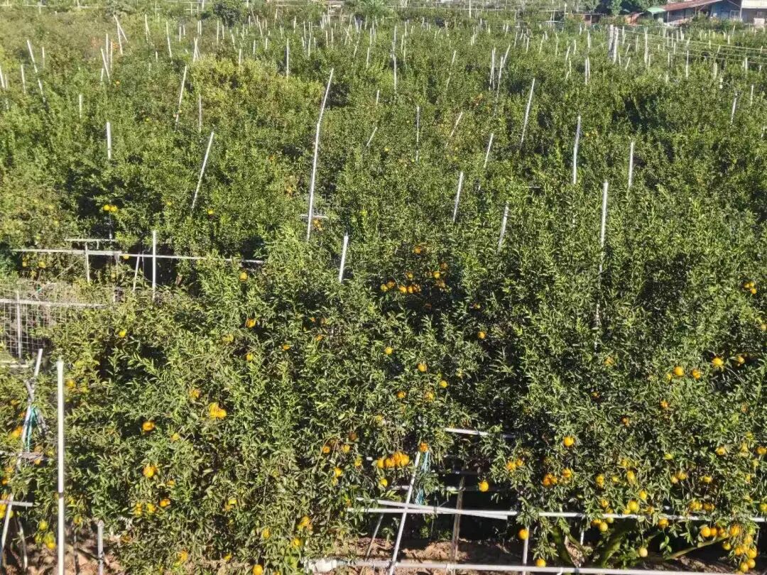 新会茶枝柑核心产区梅江