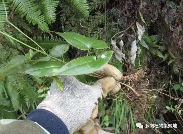 1种“淫羊藿”生长在河边，叶片很好看，比节节草有价值，请爱惜