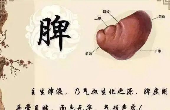 中医脾胃虚弱,气血就不足!常用4种中成药,该如何选择？