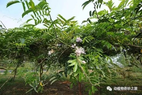动植物世界之—《特殊的生物》