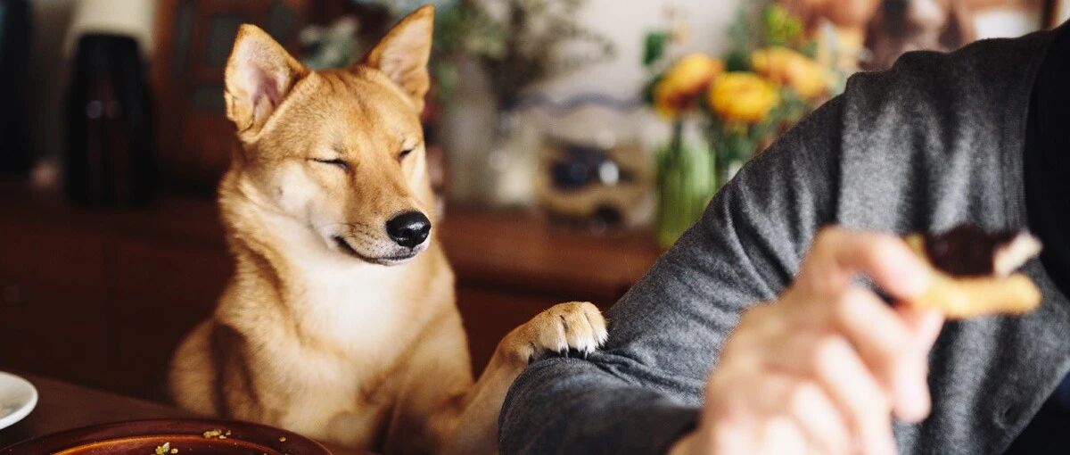 超级无敌萌！狗狗这么拍，想不出圈都难！