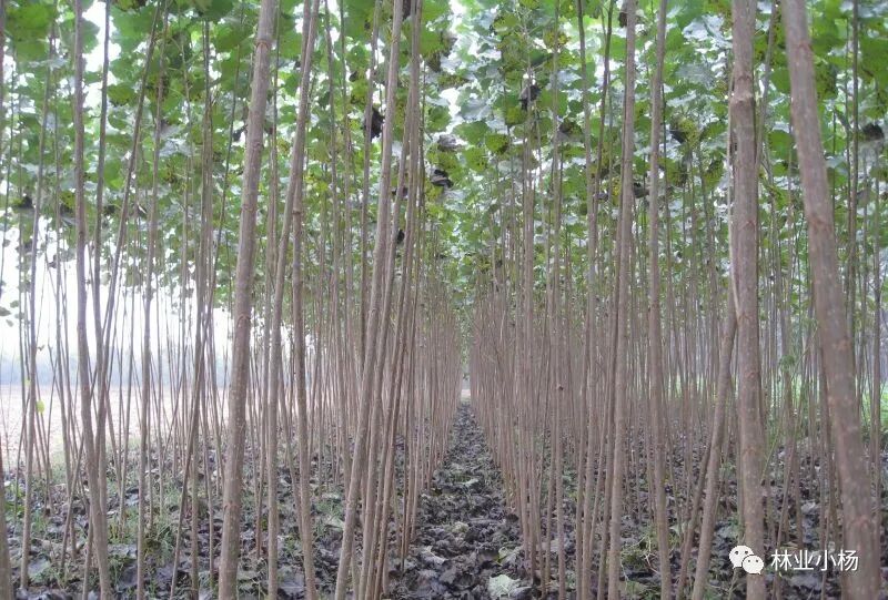 速生树种_树种生长特性有什么_树种生物学特性
