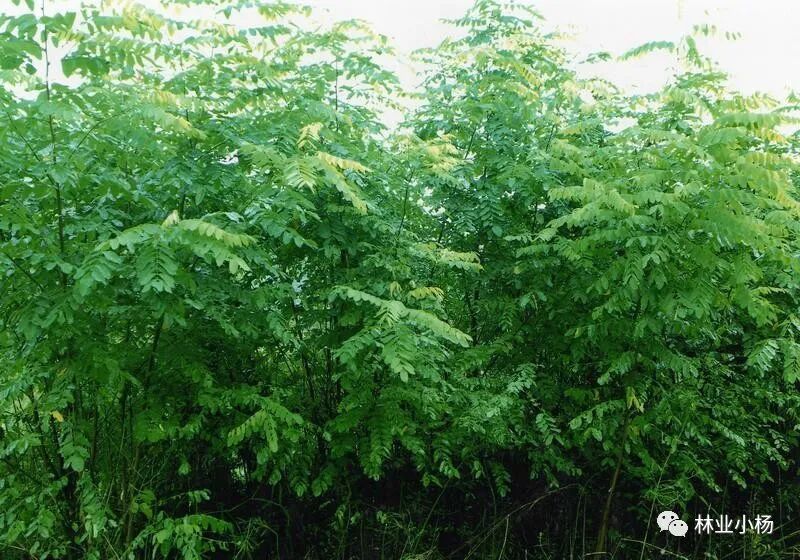 树种生长特性有什么_速生树种_树种生物学特性