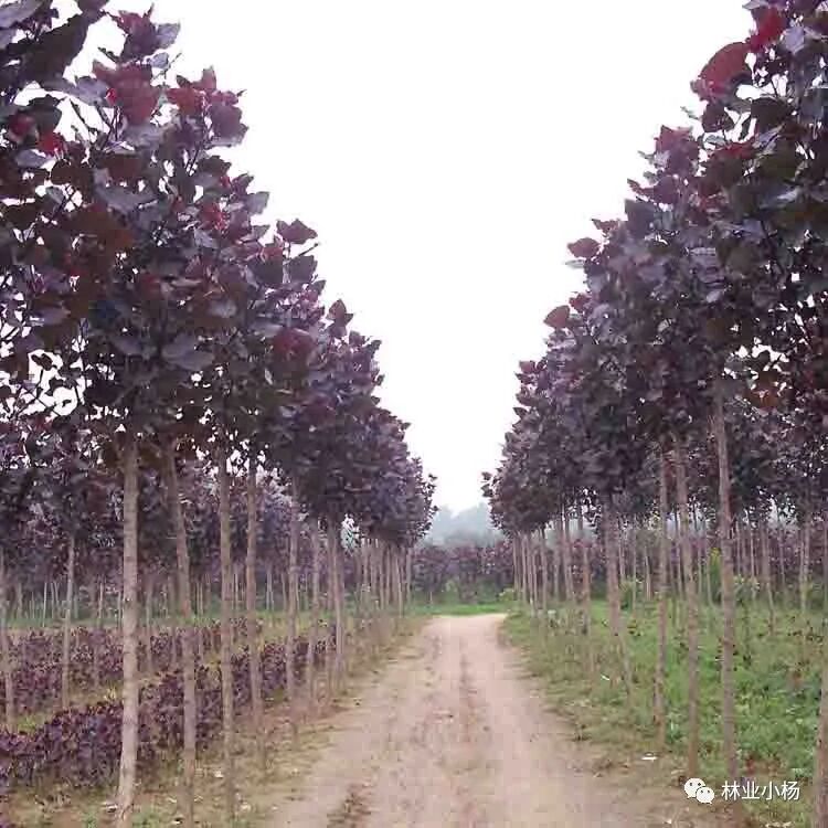 树种生物学特性_速生树种_树种生长特性有什么