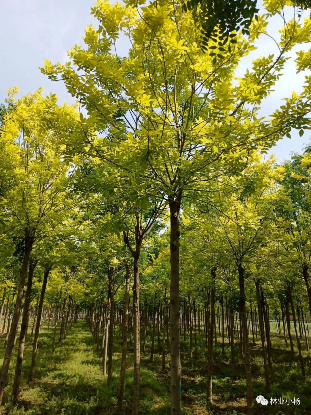 树种生物学特性_速生树种_树种生长特性有什么