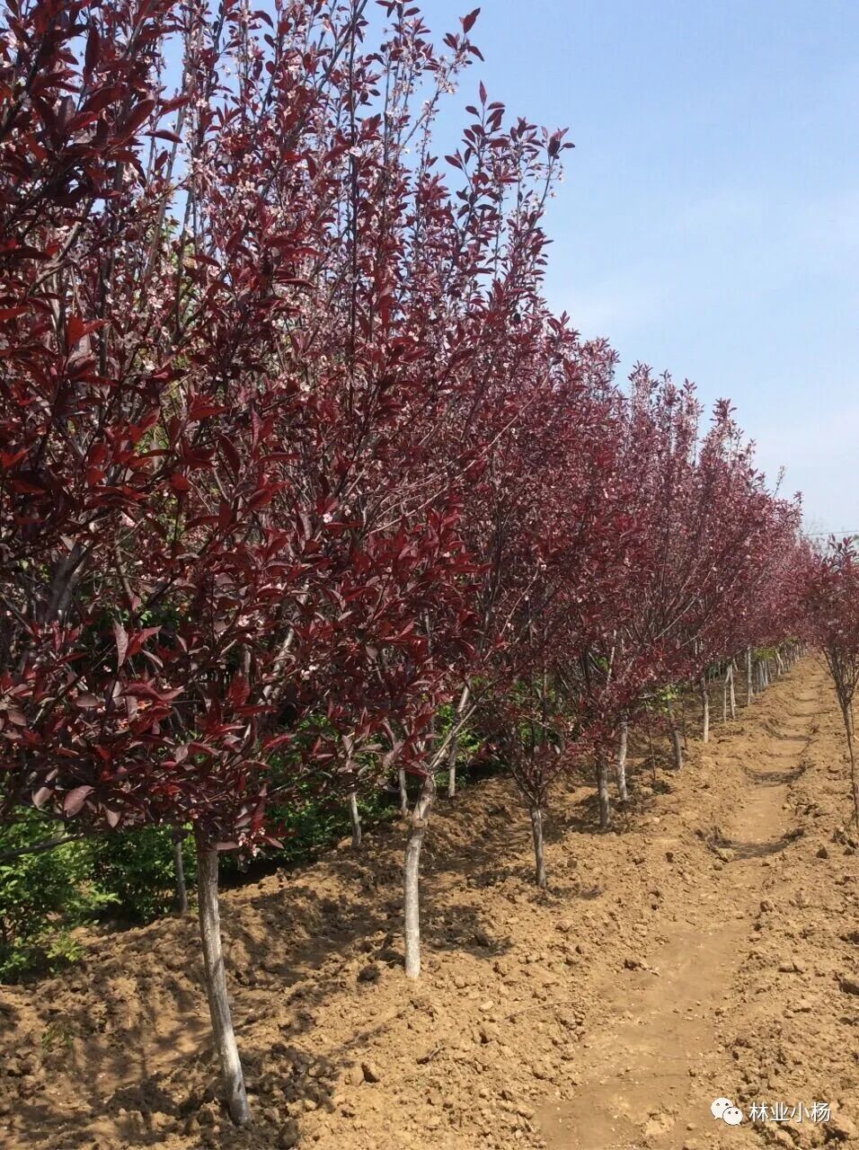 速生树种_树种生物学特性_树种生长特性有什么