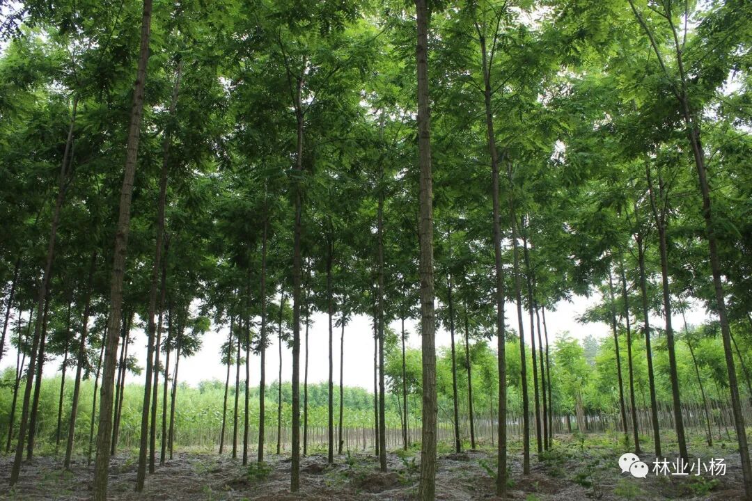树种生长特性有什么_速生树种_树种生物学特性