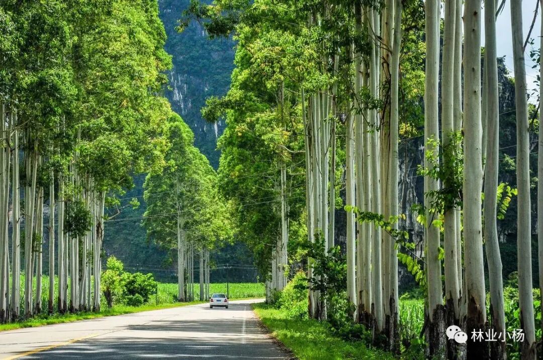 树种生长特性有什么_速生树种_树种生物学特性