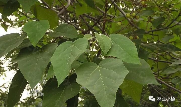 树种生长特性有什么_速生树种_树种生物学特性