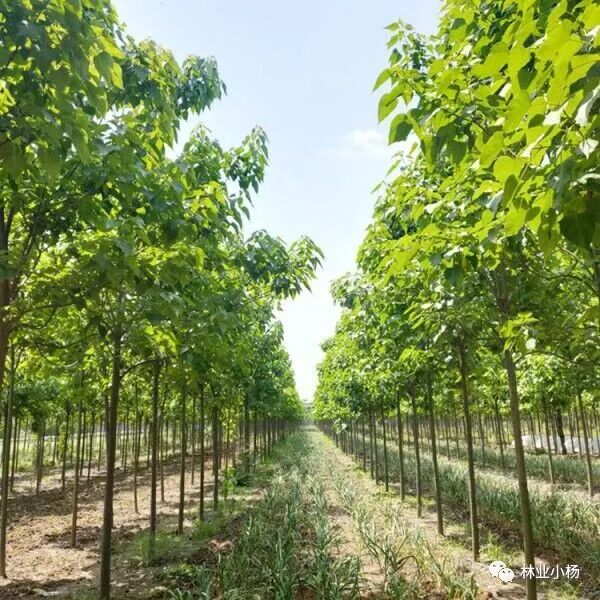 树种生物学特性_树种生长特性有什么_速生树种