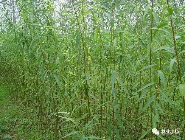 速生树种_树种生物学特性_树种生长特性有什么