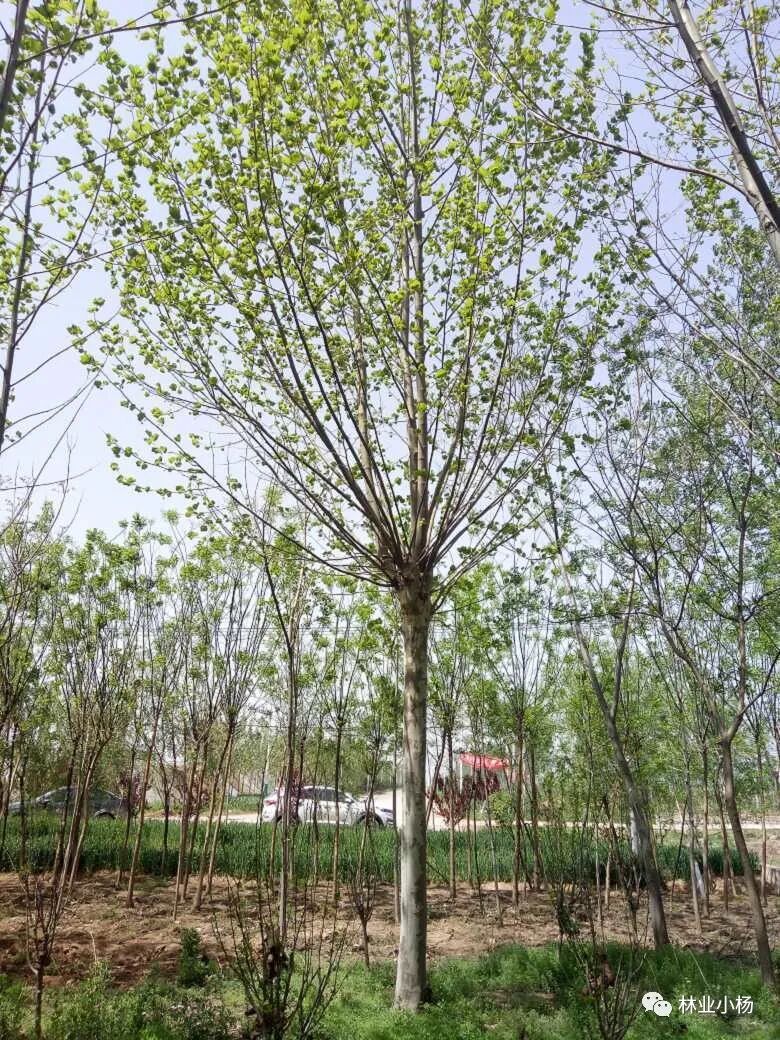 树种生长特性有什么_速生树种_树种生物学特性