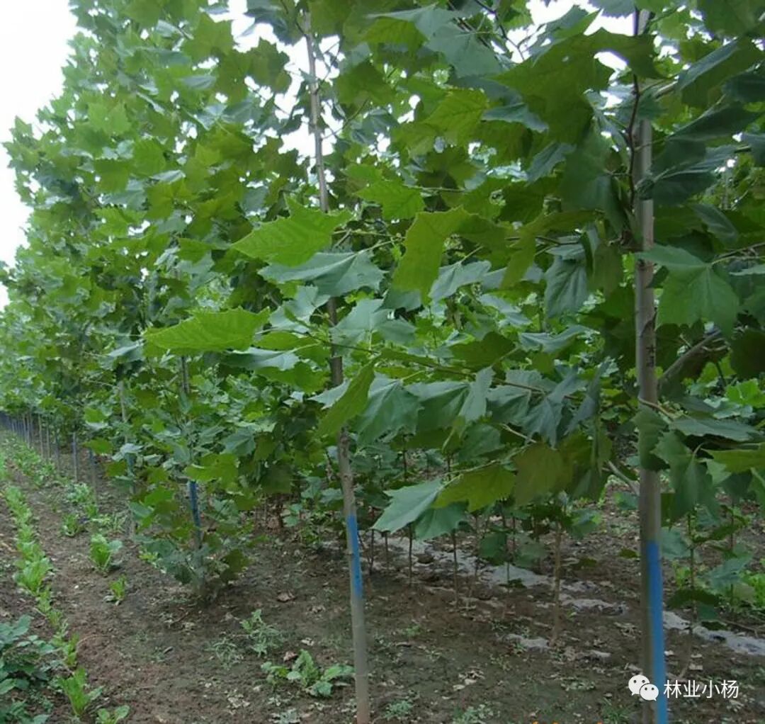 树种生长特性有什么_速生树种_树种生物学特性