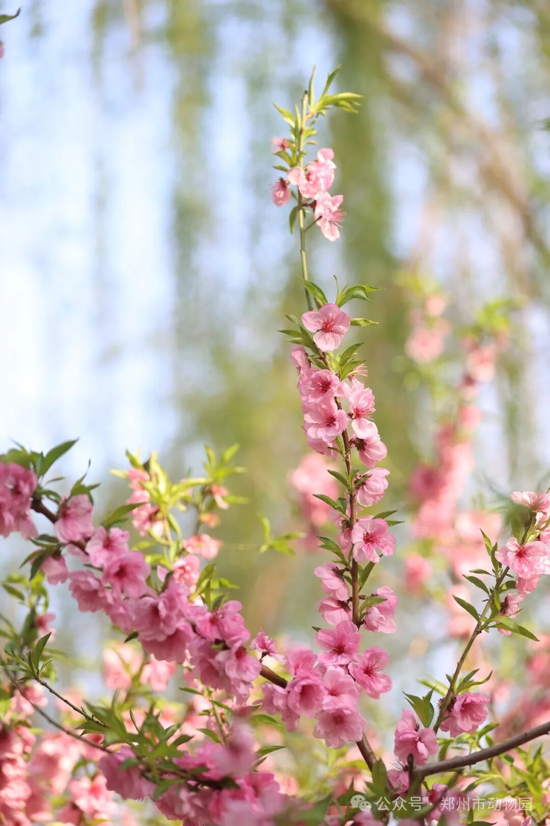 郑州市动物园桃花朵朵开错过等一年哟