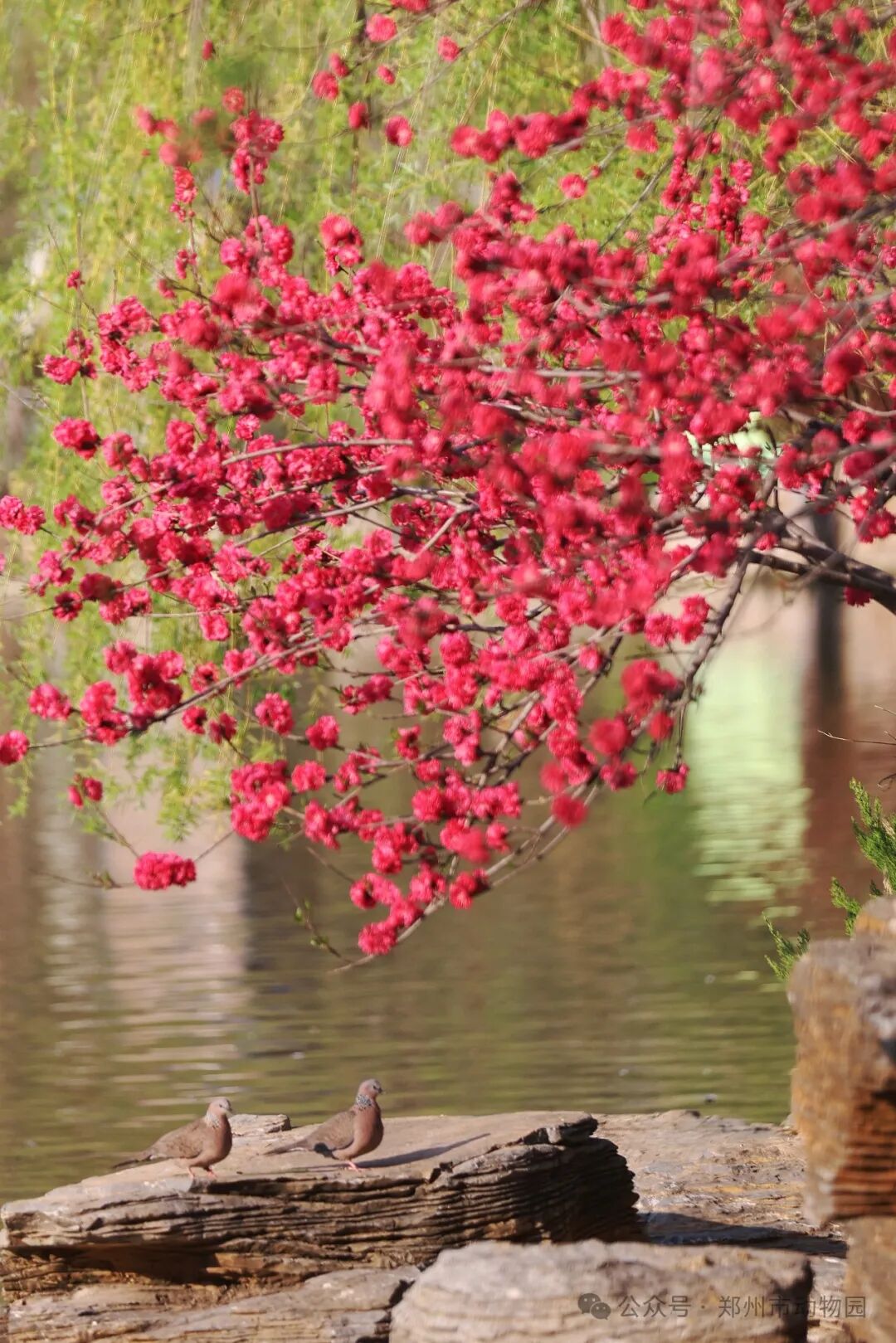 郑州市动物园桃花朵朵开错过等一年哟