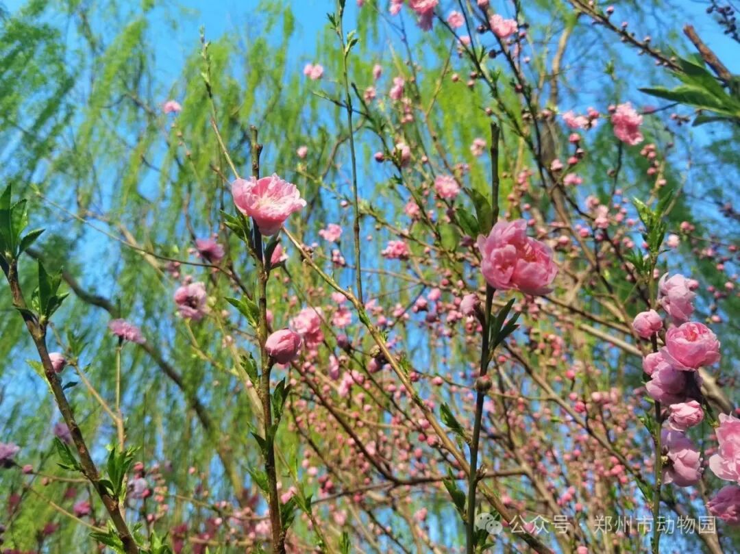 郑州市动物园桃花朵朵开错过等一年哟