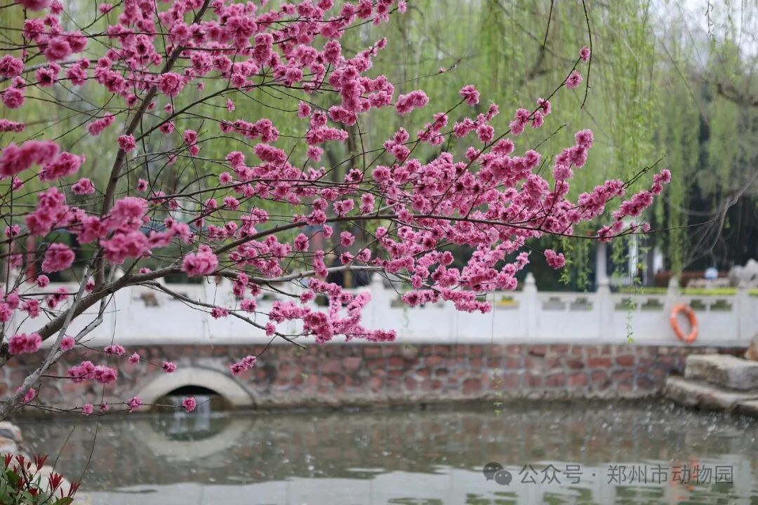 郑州市动物园桃花朵朵开错过等一年哟