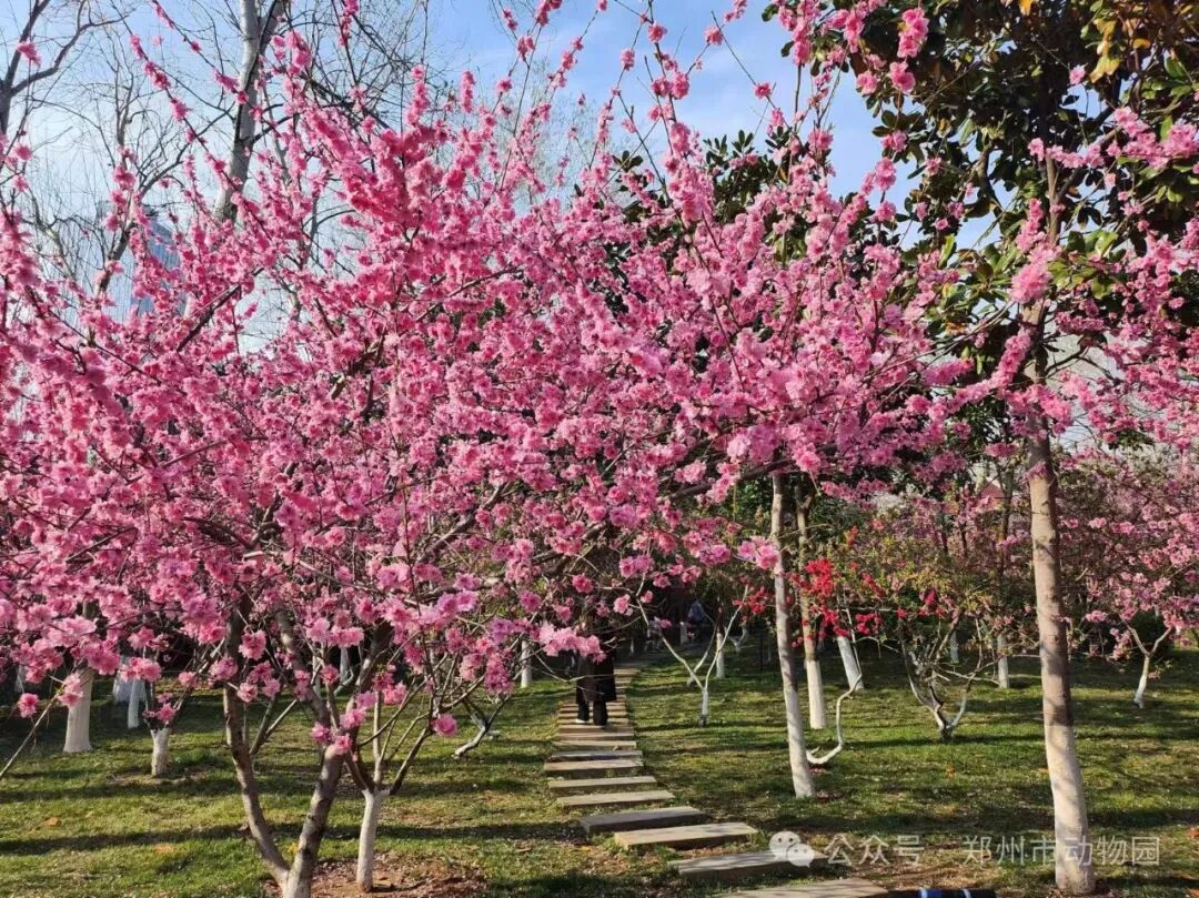 郑州市动物园桃花朵朵开错过等一年哟