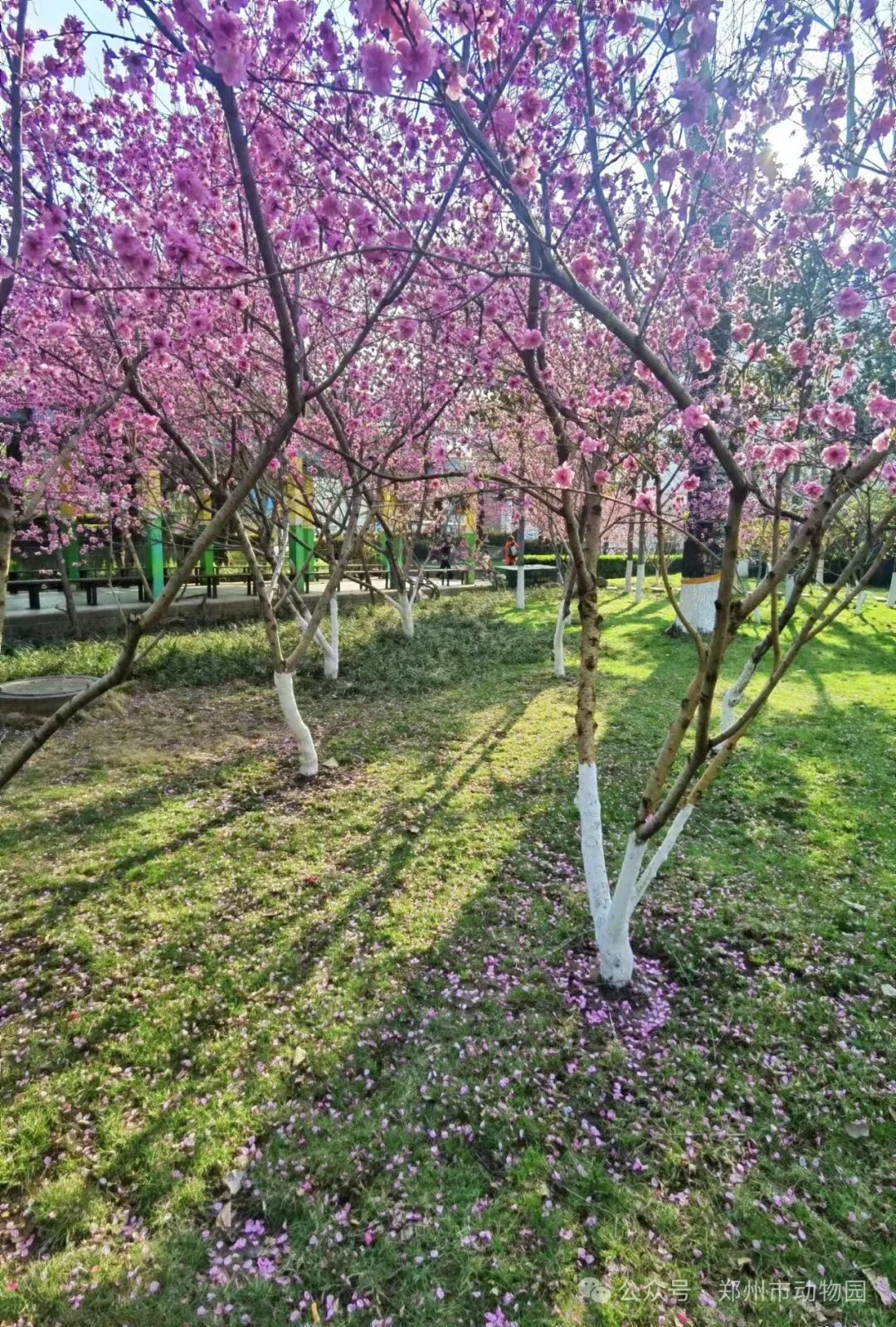 郑州市动物园桃花朵朵开错过等一年哟