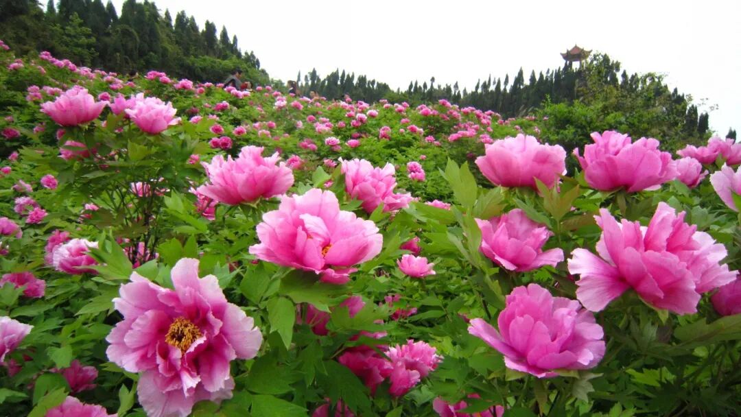 垫江牡丹文化节盛宴即将重磅来袭!