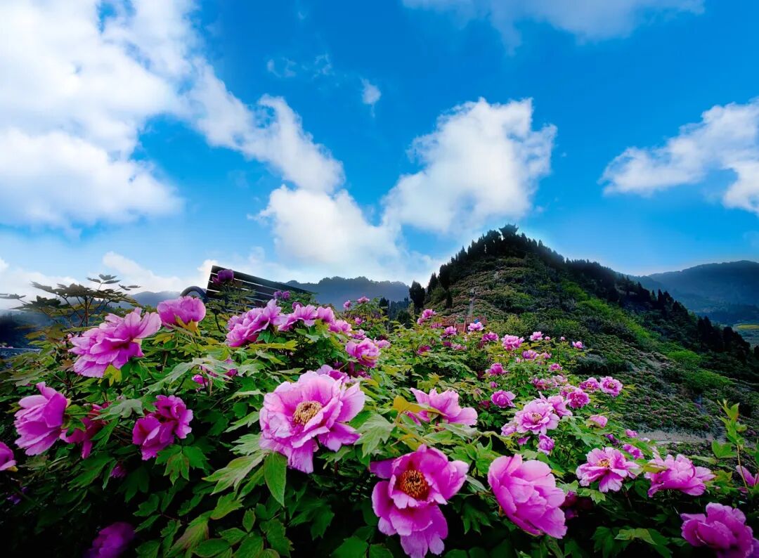 垫江牡丹文化节盛宴即将重磅来袭!