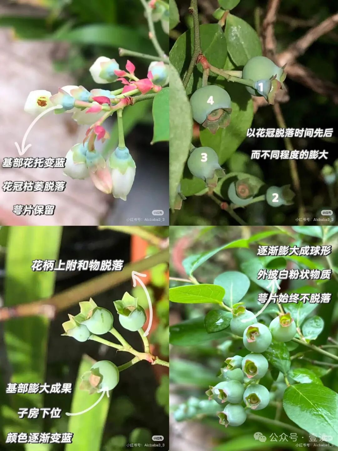 图源：小红书@爱吃粑粑（已获授权）