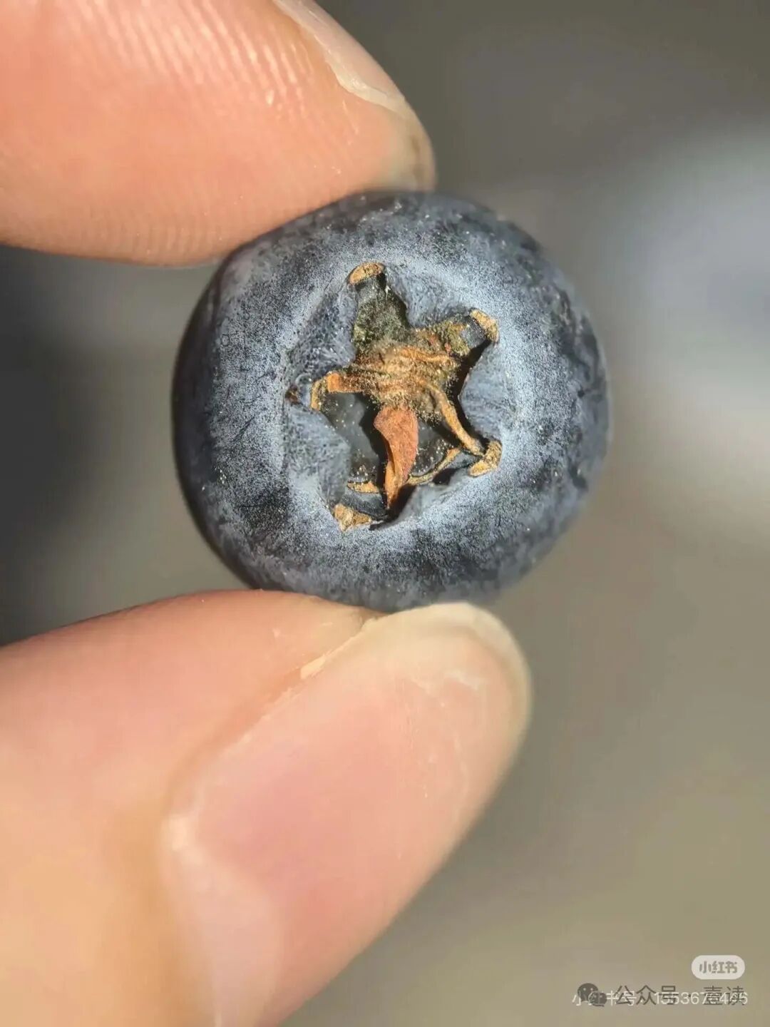 图源：小红书@吃两口饱了（已获授权）