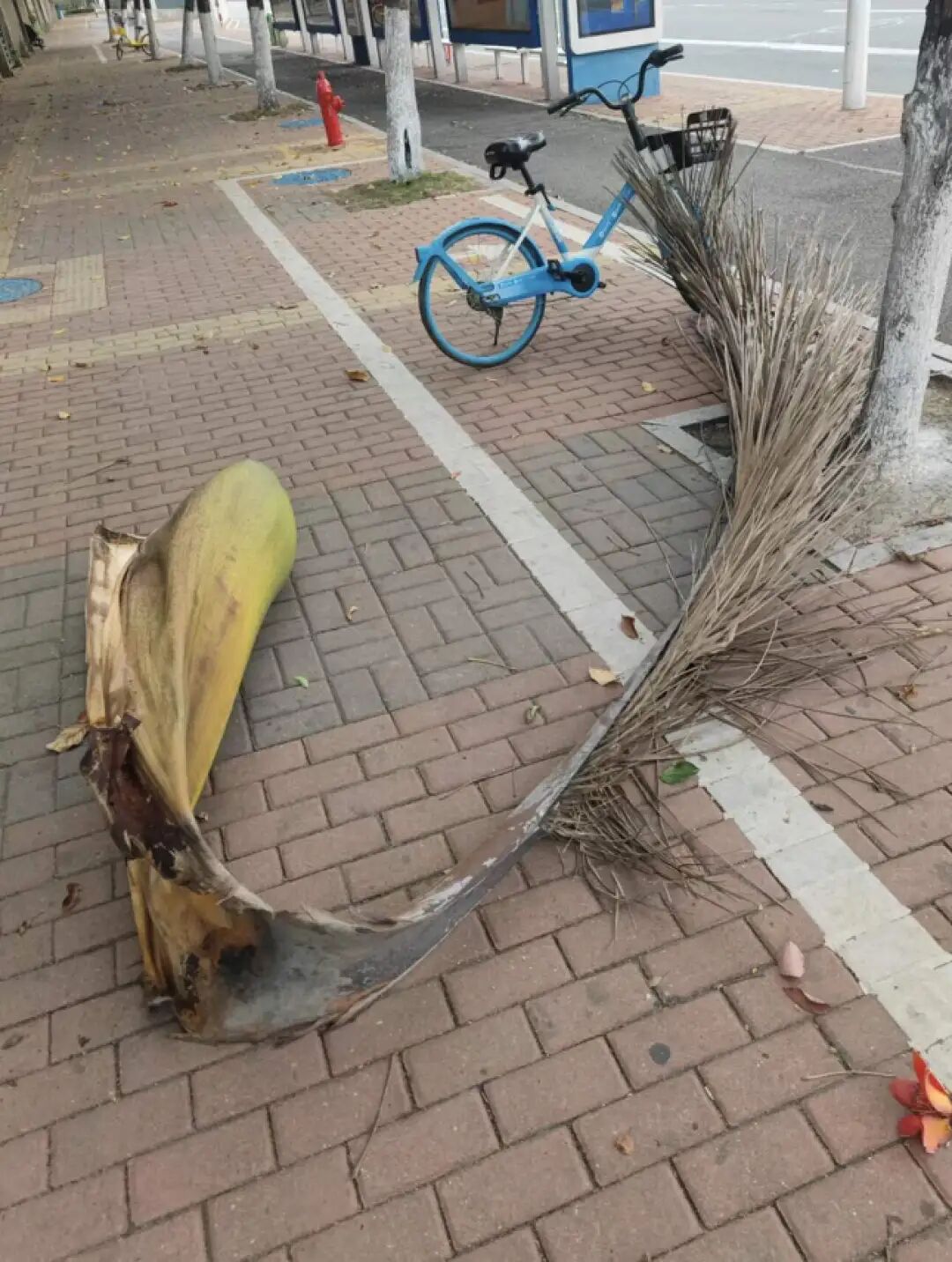为什么广东人走路都躲着它?