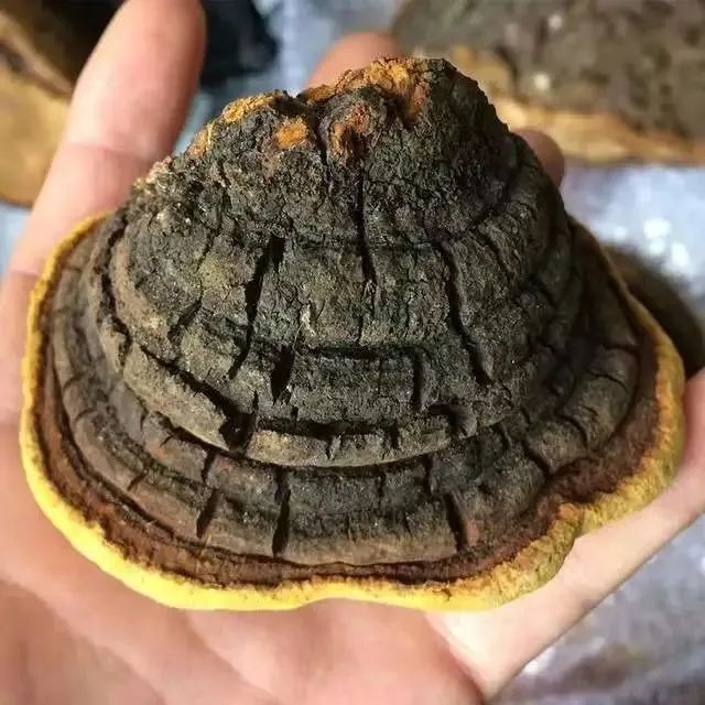 桑树上像灵芝一样的东西叫桑黄，称为森林软黄金，高达1000元一斤