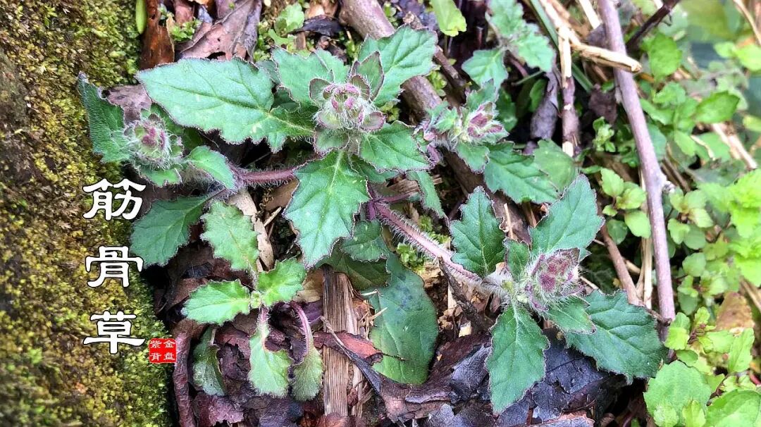 止血毛叫什么名字人称白毛夏枯草，苦地胆、透骨草，筋骨草，很好的止血药认识吗？_https://www.jmylbn.com_新闻资讯_第1张